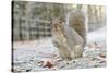 Grey Squirrel (Sciurus Carolinensis) in Urban Park in Winter. Glasgow, Scotland, December-Fergus Gill-Stretched Canvas