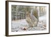 Grey Squirrel (Sciurus Carolinensis) in Urban Park in Winter. Glasgow, Scotland, December-Fergus Gill-Framed Photographic Print