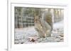 Grey Squirrel (Sciurus Carolinensis) in Urban Park in Winter. Glasgow, Scotland, December-Fergus Gill-Framed Photographic Print