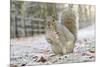 Grey Squirrel (Sciurus Carolinensis) in Urban Park in Winter. Glasgow, Scotland, December-Fergus Gill-Mounted Photographic Print