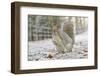 Grey Squirrel (Sciurus Carolinensis) in Urban Park in Winter. Glasgow, Scotland, December-Fergus Gill-Framed Photographic Print