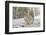 Grey Squirrel (Sciurus Carolinensis) in Urban Park in Winter. Glasgow, Scotland, December-Fergus Gill-Framed Photographic Print