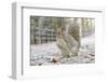 Grey Squirrel (Sciurus Carolinensis) in Urban Park in Winter. Glasgow, Scotland, December-Fergus Gill-Framed Photographic Print