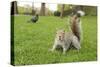 Grey Squirrel (Sciurus Carolinensis) on Grass in Parkland, Regent's Park, London, UK, April 2011-Terry Whittaker-Stretched Canvas