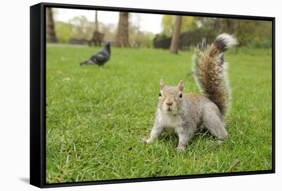 Grey Squirrel (Sciurus Carolinensis) on Grass in Parkland, Regent's Park, London, UK, April 2011-Terry Whittaker-Framed Stretched Canvas