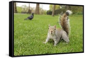 Grey Squirrel (Sciurus Carolinensis) on Grass in Parkland, Regent's Park, London, UK, April 2011-Terry Whittaker-Framed Stretched Canvas