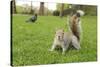 Grey Squirrel (Sciurus Carolinensis) on Grass in Parkland, Regent's Park, London, UK, April 2011-Terry Whittaker-Stretched Canvas