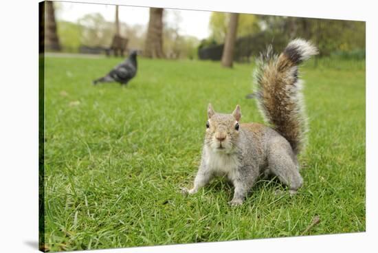 Grey Squirrel (Sciurus Carolinensis) on Grass in Parkland, Regent's Park, London, UK, April 2011-Terry Whittaker-Stretched Canvas