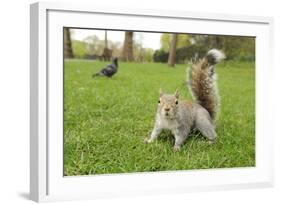 Grey Squirrel (Sciurus Carolinensis) on Grass in Parkland, Regent's Park, London, UK, April 2011-Terry Whittaker-Framed Photographic Print