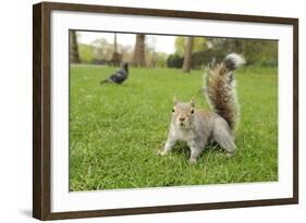 Grey Squirrel (Sciurus Carolinensis) on Grass in Parkland, Regent's Park, London, UK, April 2011-Terry Whittaker-Framed Photographic Print