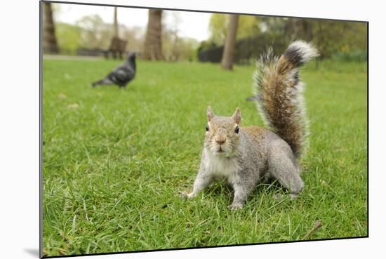 Grey Squirrel (Sciurus Carolinensis) on Grass in Parkland, Regent's Park, London, UK, April 2011-Terry Whittaker-Mounted Photographic Print