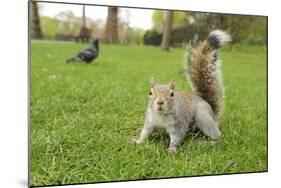 Grey Squirrel (Sciurus Carolinensis) on Grass in Parkland, Regent's Park, London, UK, April 2011-Terry Whittaker-Mounted Photographic Print