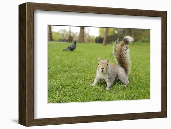 Grey Squirrel (Sciurus Carolinensis) on Grass in Parkland, Regent's Park, London, UK, April 2011-Terry Whittaker-Framed Photographic Print