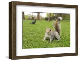 Grey Squirrel (Sciurus Carolinensis) on Grass in Parkland, Regent's Park, London, UK, April 2011-Terry Whittaker-Framed Photographic Print