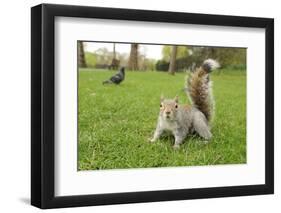 Grey Squirrel (Sciurus Carolinensis) on Grass in Parkland, Regent's Park, London, UK, April 2011-Terry Whittaker-Framed Photographic Print