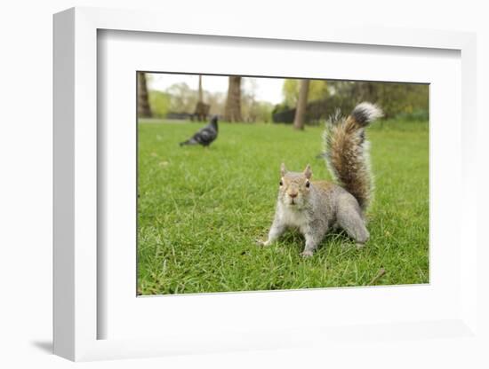 Grey Squirrel (Sciurus Carolinensis) on Grass in Parkland, Regent's Park, London, UK, April 2011-Terry Whittaker-Framed Photographic Print