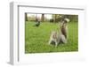 Grey Squirrel (Sciurus Carolinensis) on Grass in Parkland, Regent's Park, London, UK, April 2011-Terry Whittaker-Framed Photographic Print