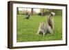 Grey Squirrel (Sciurus Carolinensis) on Grass in Parkland, Regent's Park, London, UK, April 2011-Terry Whittaker-Framed Photographic Print