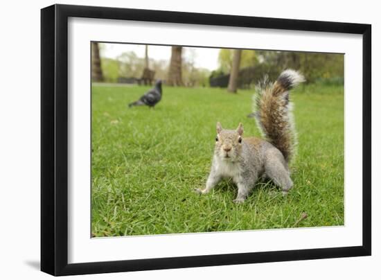 Grey Squirrel (Sciurus Carolinensis) on Grass in Parkland, Regent's Park, London, UK, April 2011-Terry Whittaker-Framed Photographic Print