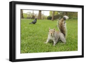 Grey Squirrel (Sciurus Carolinensis) on Grass in Parkland, Regent's Park, London, UK, April 2011-Terry Whittaker-Framed Photographic Print