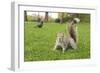 Grey Squirrel (Sciurus Carolinensis) on Grass in Parkland, Regent's Park, London, UK, April 2011-Terry Whittaker-Framed Photographic Print