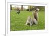 Grey Squirrel (Sciurus Carolinensis) on Grass in Parkland, Regent's Park, London, UK, April 2011-Terry Whittaker-Framed Photographic Print