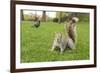 Grey Squirrel (Sciurus Carolinensis) on Grass in Parkland, Regent's Park, London, UK, April 2011-Terry Whittaker-Framed Photographic Print