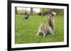 Grey Squirrel (Sciurus Carolinensis) on Grass in Parkland, Regent's Park, London, UK, April 2011-Terry Whittaker-Framed Photographic Print