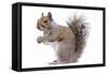 Grey Squirrel Side View-null-Framed Stretched Canvas