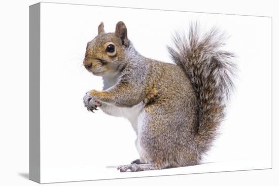 Grey Squirrel Side View-null-Stretched Canvas