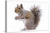 Grey Squirrel Side View-null-Stretched Canvas