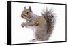 Grey Squirrel Side View-null-Framed Stretched Canvas