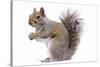 Grey Squirrel Side View-null-Stretched Canvas