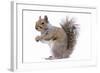 Grey Squirrel Side View-null-Framed Photographic Print