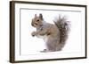 Grey Squirrel Side View-null-Framed Photographic Print