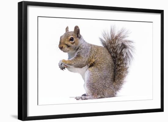 Grey Squirrel Side View-null-Framed Photographic Print