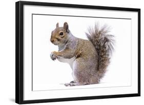 Grey Squirrel Side View-null-Framed Photographic Print