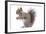 Grey Squirrel Side View-null-Framed Photographic Print