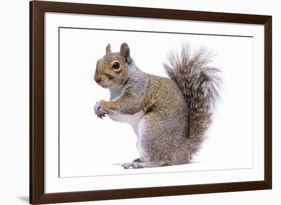 Grey Squirrel Side View-null-Framed Photographic Print