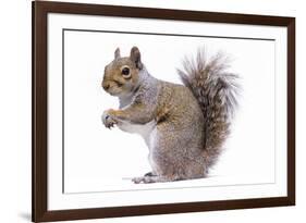 Grey Squirrel Side View-null-Framed Photographic Print