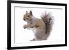 Grey Squirrel Side View-null-Framed Photographic Print