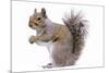 Grey Squirrel Side View-null-Mounted Photographic Print