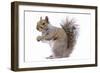 Grey Squirrel Side View-null-Framed Photographic Print