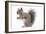 Grey Squirrel Side View-null-Framed Photographic Print