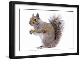 Grey Squirrel Side View-null-Framed Photographic Print