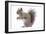 Grey Squirrel Side View-null-Framed Photographic Print