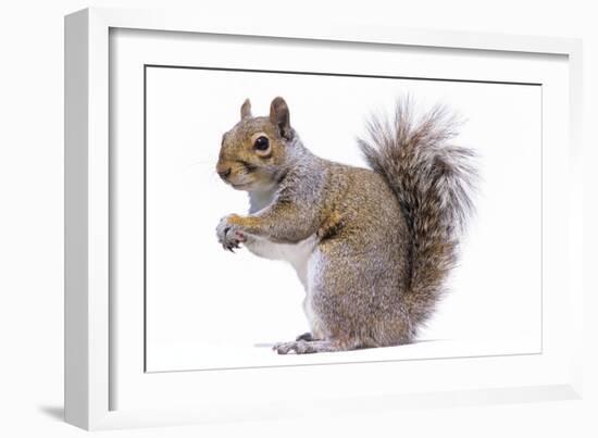 Grey Squirrel Side View-null-Framed Photographic Print