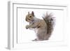 Grey Squirrel Side View-null-Framed Photographic Print