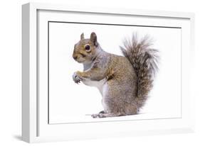 Grey Squirrel Side View-null-Framed Photographic Print