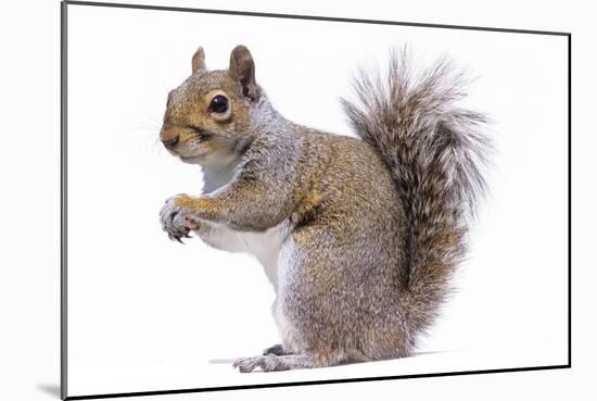 Grey Squirrel Side View-null-Mounted Photographic Print